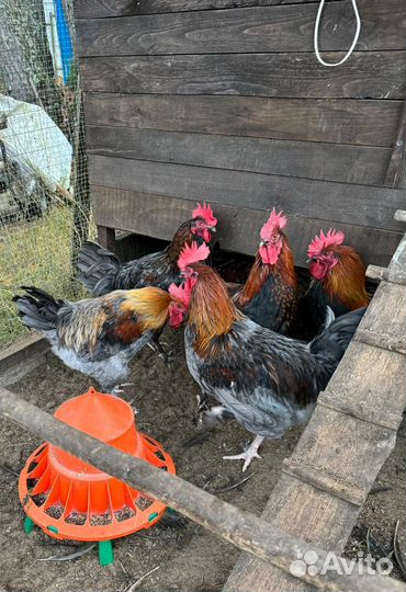 Петухи Мараны