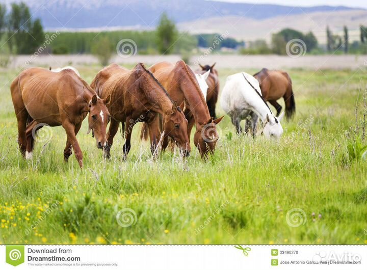 Перегной конский И коровий В мешках
