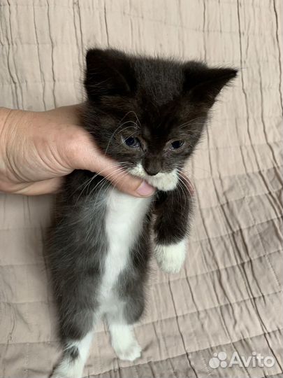 Черный котенок