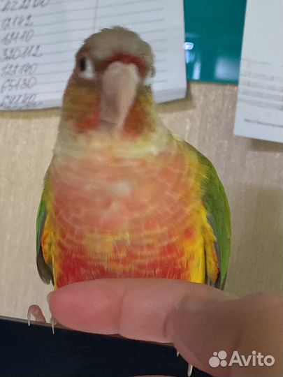 Попугай пиррура