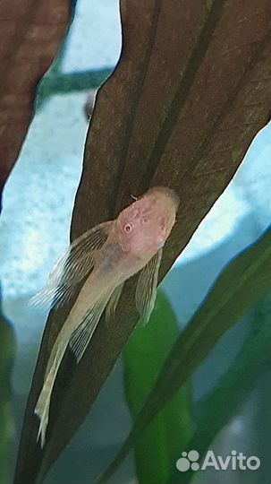 Анцитрус вуалевый