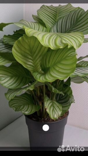 Калатея орбифолия