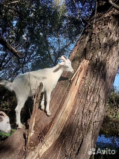 Молодые козочки