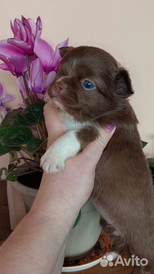 Щенки чихуахуа