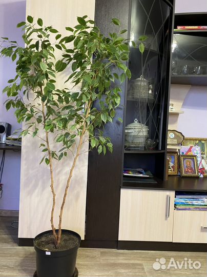 Фикус бенджамина