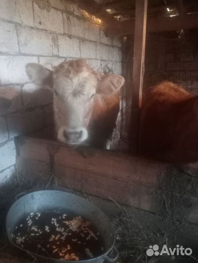 Телочки по 8 месяцев