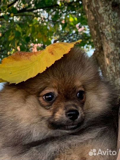 Щенок шпица