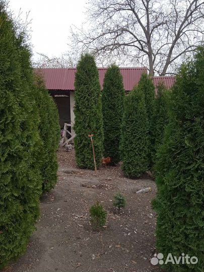 Туи всех сортов, можжевельники, ëлки