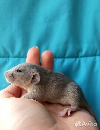 Крысята дамбо девчонки