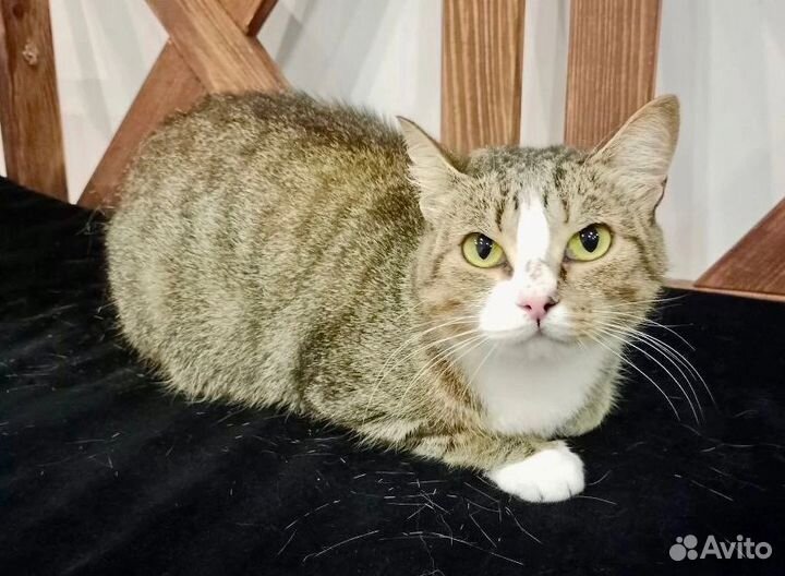 Соня-ласкуша