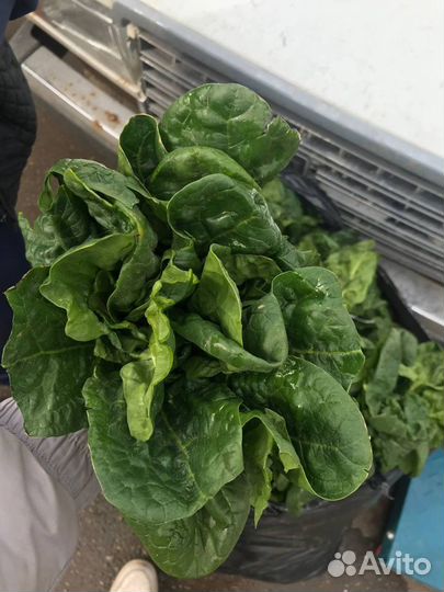 Шпинат свежий зелень
