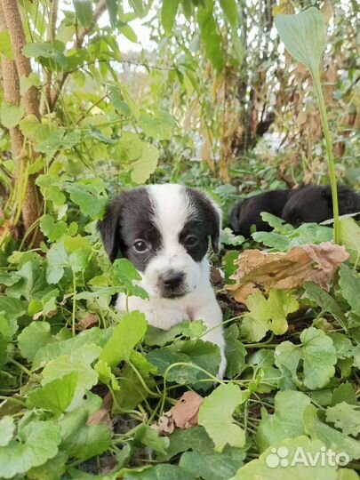 Собака в добрые руки отдам бесплатно