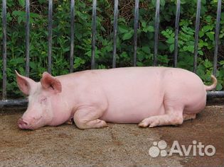 Продам свинину