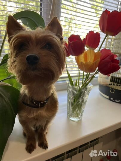 Йоркширский терьер вязка