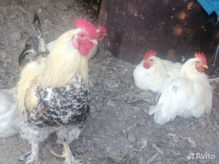 Куры и петух