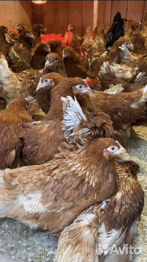 Курочки начинают нестись