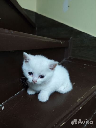 Кошка в дар