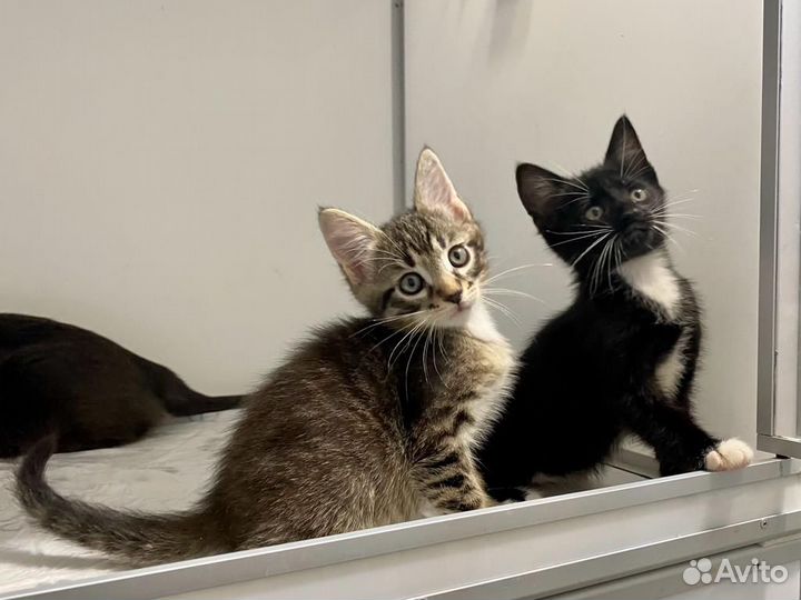 Три веселых котенка ищут дом