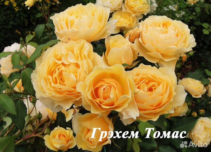 Саженцы английских роз и шрабов