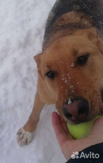 Собака-улыбака