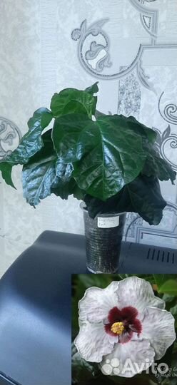 Сортовые гибискусы