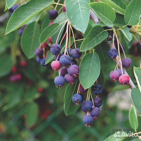 Ирга (Каринка)