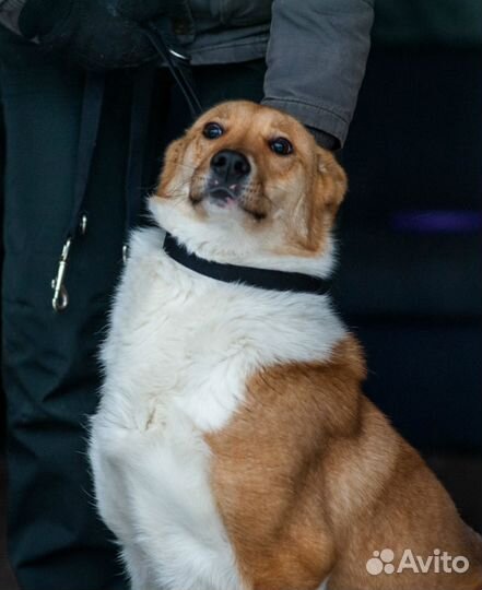 Отдаю даром собаку Доминику в добрые руки