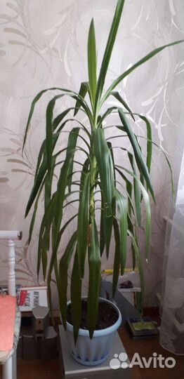 Комнатные цветы юкка