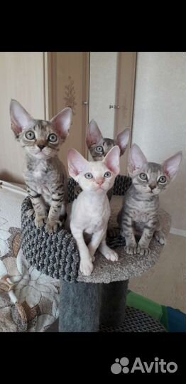 Котята девон-рекс