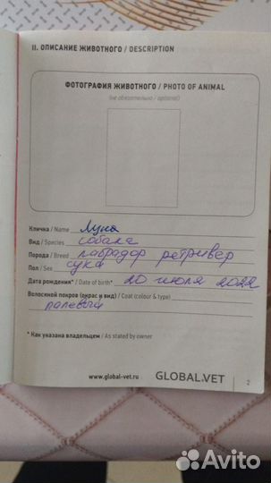 Лабрадор ретривер