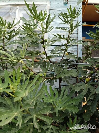 Инжир и гранат