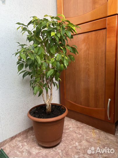 Фикус бенджамина