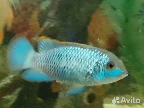 Аквариумные рыбки и улитки