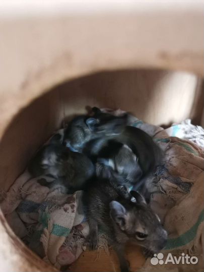 Бельчата дегу