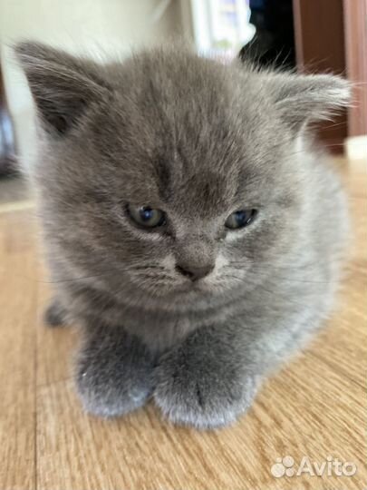 Британская кошка