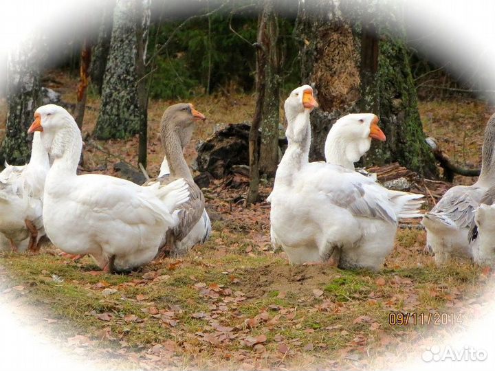 Гуси Холмогоры