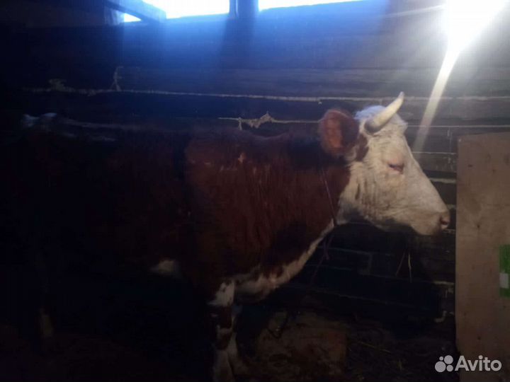 Корова дойная