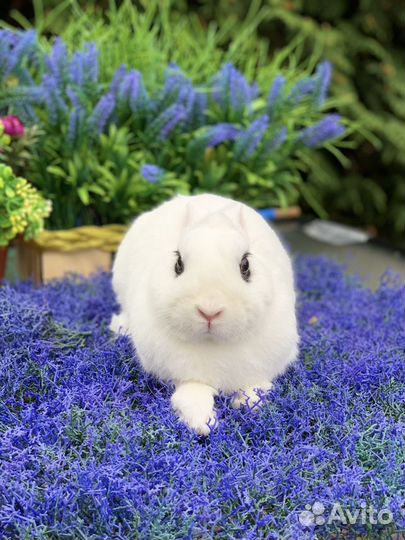 Кролик хотот самец