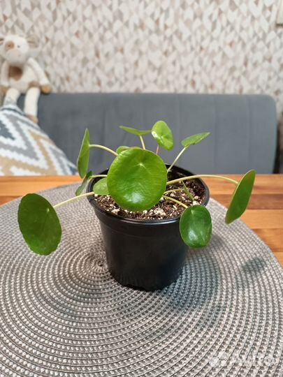 Комнатные растения/цветы