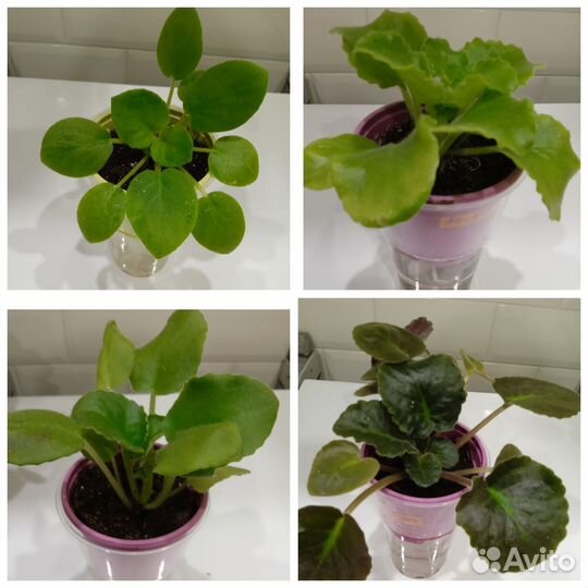 Новинки сортовых фиалок