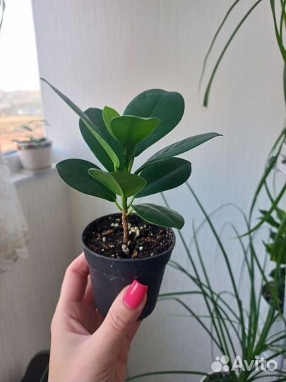 Фикусы мокламе и али