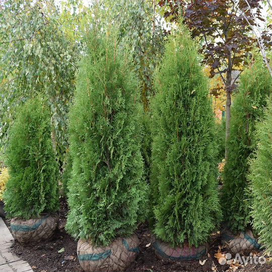 Туя смарагд