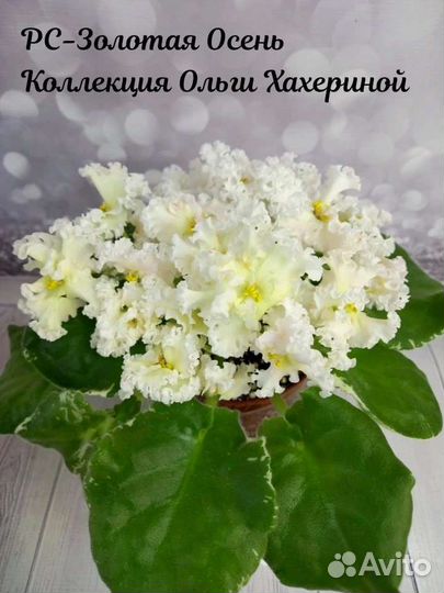 Детки сортовых фиалок