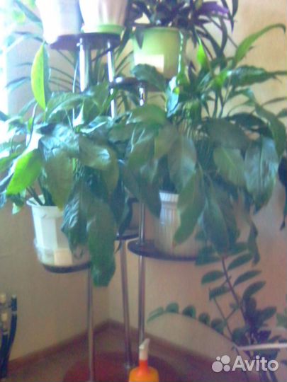 Комнатные растения цветы спатифиллум