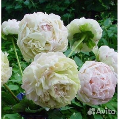 Анатолий Скакодуб