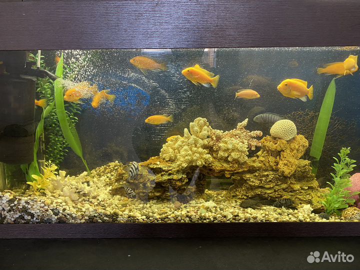 Аквариум под ключ рыбки цихлиды