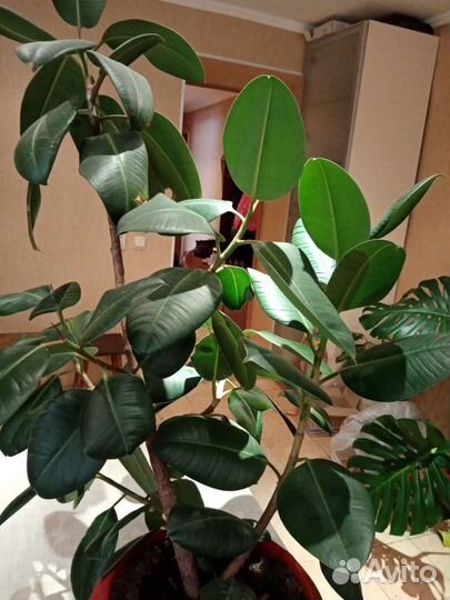 Фикус каучуконосный большой