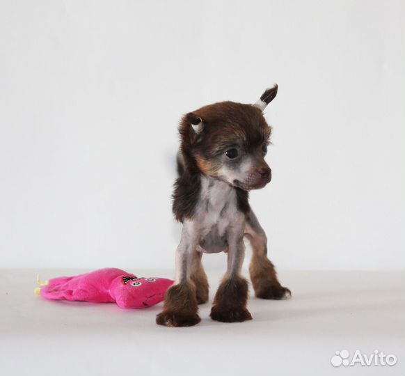 Мини мальчик шоколадного окраса