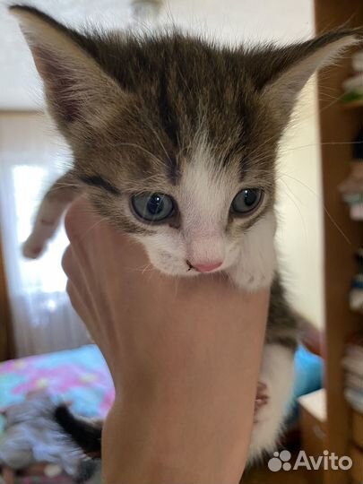 Котенок в добрые руки