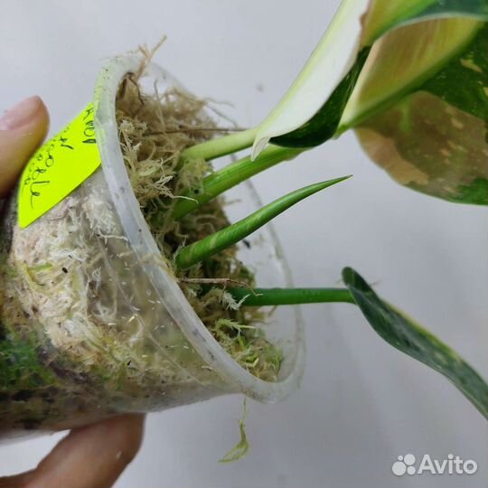 Филодендрон